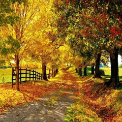 Autumn Leaves Photography Scenery Backdrop Nature Theme Banner AKA-868