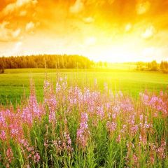 Fascinating Flowers Photography Scenery Backdrop Nature Theme Banner AKA-876