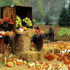 Various Pumpkins Photography Scenery Backdrop Autumn Theme Banner AKA-879