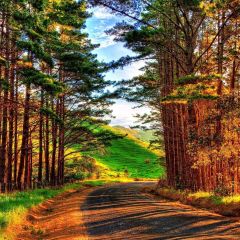 Country Lanes Photography Scenery Backdrop Nature Theme Banner AKA-901