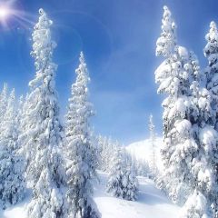 Snow-Covered Trees Photography Scenery Backdrop Snow Theme Banner AKA-912