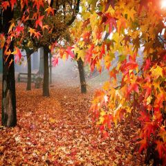 Charming Autumn Photography Scenery Backdrop Autumn Theme Banner AKA-922