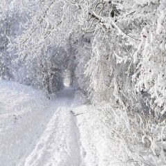 Thick Snow Photography Scenery Backdrop Snow Theme Banner AKA-943