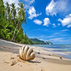 Shell Beach Photography Scenery Backdrop Ocean Theme Banner AKA-976