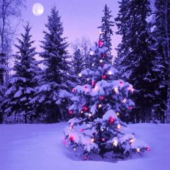 Wonderful Christmas Tree Photography Scenery Backdrop Christmas Theme Banner AKA-982