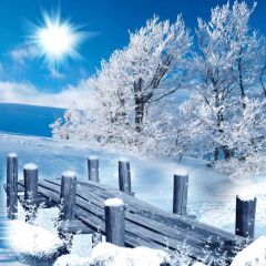 Tree Wood Bridge Sun Photography Scenery Backdrop Snow Theme Banner BCE-092