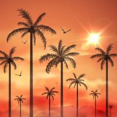 Palm Tree Sunset Dusk Photography Scenery Backdrop Nature Theme Banner BCE-159