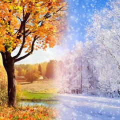Tree Fir Snow Photography Scenery Backdrop Nature Theme Banner BCE-170