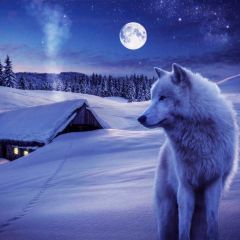 Animal Moon Snow Photography Scenery Backdrop Nature Theme Banner BCE-176