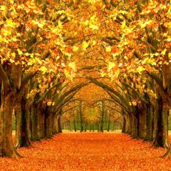 Tree Fallen Leaves Photography Scenery Backdrop Nature Theme Banner BCE-179