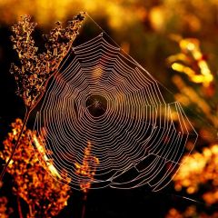 Cobweb Morning Light Photography Scenery Backdrop Nature Theme Banner BCE-182