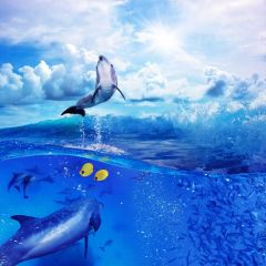 Dolphin Sea Sky Photography Scenery Backdrop Fantasy Theme Banner BCE-185