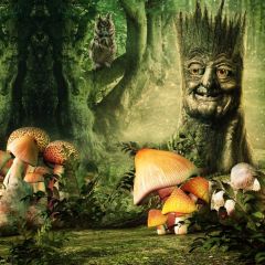 Forest Mushroom Owl Photography Scenery Backdrop Nature Theme Banner BCE-243