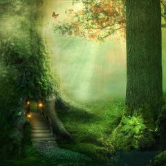 Tree Butterfly Mist Light Photography Scenery Backdrop Nature Theme Banner BCE-244