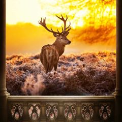 Christmas Deer Photography Scenery Backdrop Christmas Theme Banner BCE-394