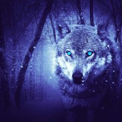 Wolf Wood Snow Photography Scenery Backdrop Fantasy Theme Banner BCE-434