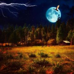 Nature Eagle Meadow Photography Scenery Backdrop Nature Theme Banner BCE-440