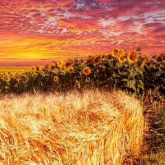 Sunflower Grass Photography Scenery Backdrop Forest Theme Banner BCE-559