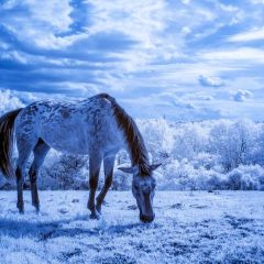 Christms Animal Snow Photography Scenery Backdrop Christmas Theme Banner BCE-565