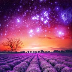 Flower Star Sky Photography Scenery Backdrop Flowers Theme Banner BCE-567