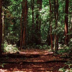 Forest Woods Photography Scenery Backdrop Forest Theme Banner BCE-639