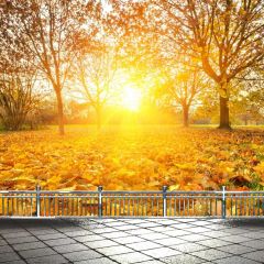 Fallen Leaves Road Rail Photography Scenery Backdrop Autumn Theme Banner BCE-654