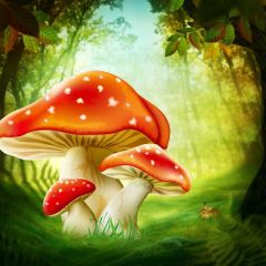 Fungus Woods Grass Photography Scenery Backdrop Flowers Theme Banner BCE-685