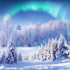 Holly Snow Aurora Photography Scenery Backdrop Snow Theme Banner BCE-709