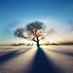 Desert Tree Light Photography Scenery Backdrop Snow Theme Banner BCE-710