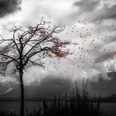 Tree Cloudy Weather Photography Scenery Backdrop Forest Theme Banner BCE-755