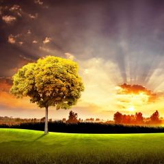 Tree Sunlight Grassland Photography Scenery Backdrop Nature Theme Banner BCE-776