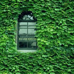 Leaves Window Photography Scenery Backdrop Autumn Theme Banner BCE-786