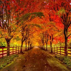 Road Autumn Fence Photography Scenery Backdrop Autumn Theme Banner BCE-788
