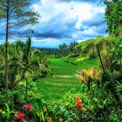 Farmland Tree Grass Photography Scenery Backdrop Forest Theme Banner BCE-799