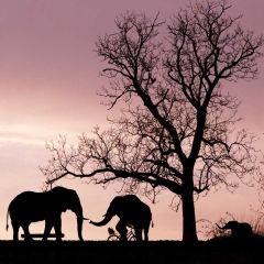 Sunset Animal Tree Photography Scenery Backdrop Forest Theme Banner BCE-813