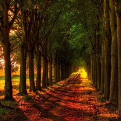 Lush Forest Road Photography Scenery Backdrop Forest Theme Banner BCE-830