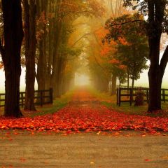 Lush Forest Fence Road Photography Scenery Backdrop Forest Theme Banner BCE-836