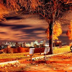 Bench Tree Yellow Leaves Photography Scenery Backdrop Autumn Theme Banner BCE-844