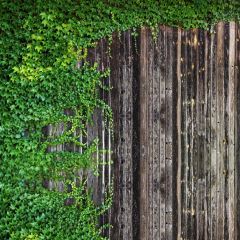 Leaves Wooden Floor Photography Scenery Backdrop Forest Theme Banner BCE-862