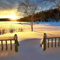 Desert Tree Sand Photography Scenery Backdrop Snow Theme Banner BCE-910