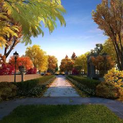 Tree Road Fallen Leaves Thick Growth Of Grass Photography Scenery Backdrop Streetscape Theme Banner BVU-027