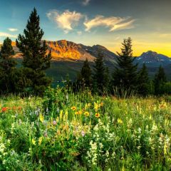 Tree Sunset Grass Flower Photography Scenery Backdrop Nature Theme Banner BVU-100