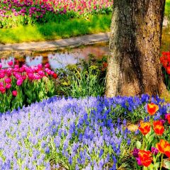 Flower Tree Grass Photography Scenery Backdrop Flowers Theme Banner BVU-124