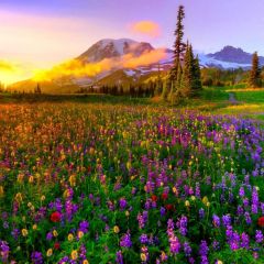 Flower Mountain Sunset Photography Scenery Backdrop Flowers Theme Banner BVU-125