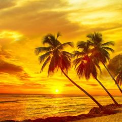 Tree Sunset Sea Photography Scenery Backdrop Ocean Theme Banner BVU-245