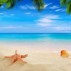 Sea Shell Tree Sky Photography Scenery Backdrop Ocean Theme Banner BVU-260