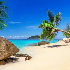 Sea Tree Sky Photography Scenery Backdrop Ocean Theme Banner BVU-261