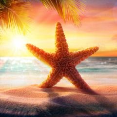 Sea Sun Tree Sand Starfish Photography Scenery Backdrop Ocean Theme Banner BVU-264