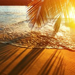 Sea Tree Beach Photography Scenery Backdrop Ocean Theme Banner BVU-317