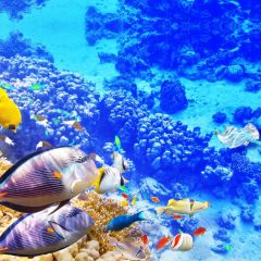 Underworld Fish Photography Scenery Backdrop Ocean Theme Banner BVU-322